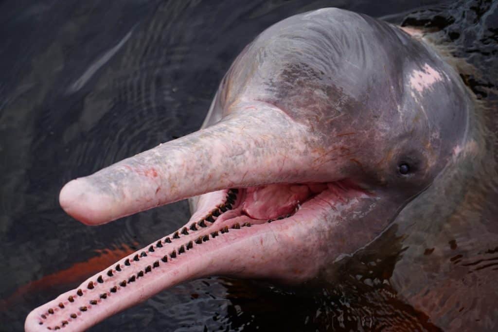 Amazon river dolphin, boto or pink Amazon dolphin (Inia geoffrensis). Near the small town of Novo Airao, Rio Negro, Amazonas State, Brazil.