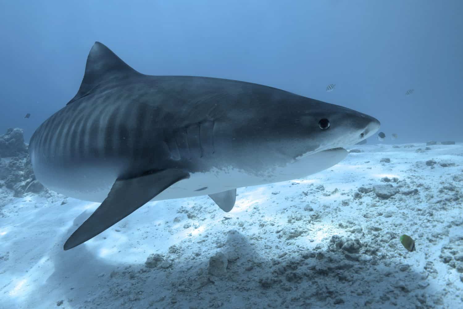female tiger shark in fuvahmulah in the maldives during scuba diving and freediving