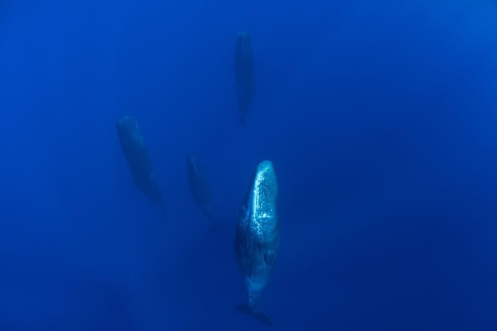 Family of sperm whales sleeping in the ocean