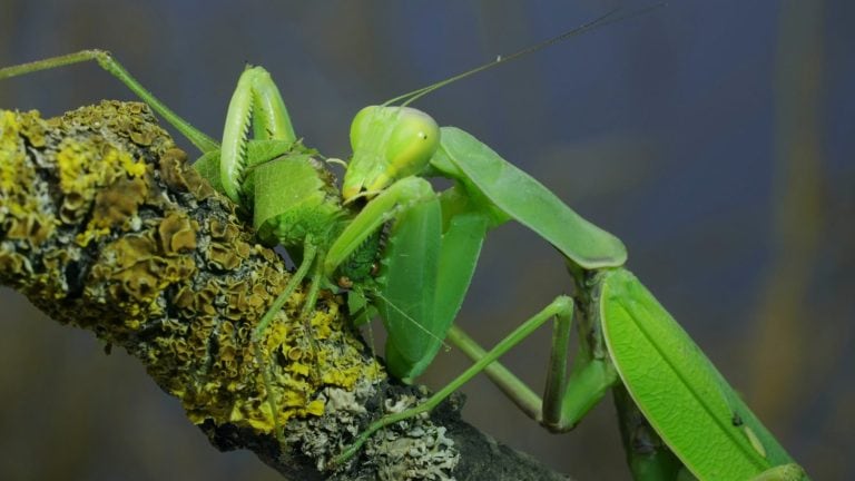 Sexual cannibalism, Close-up portrait of large, vivid green female praying mantis eats the male after mating on tree branch covered with lichen. Transcaucasian tree mantis (Hierodula transcaucasica)