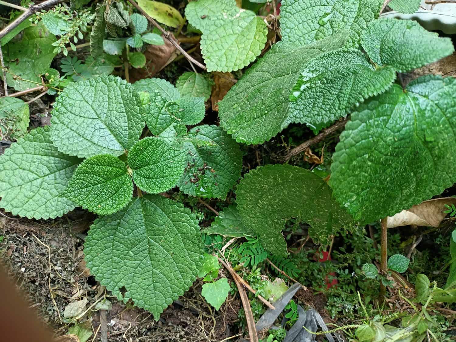 Gympie-gympie is a leafy plant that can grow up to 2 meters high, with leaves up to 50 centimeters wide and green leaves. On the surface of the leaves there are fine thorns green