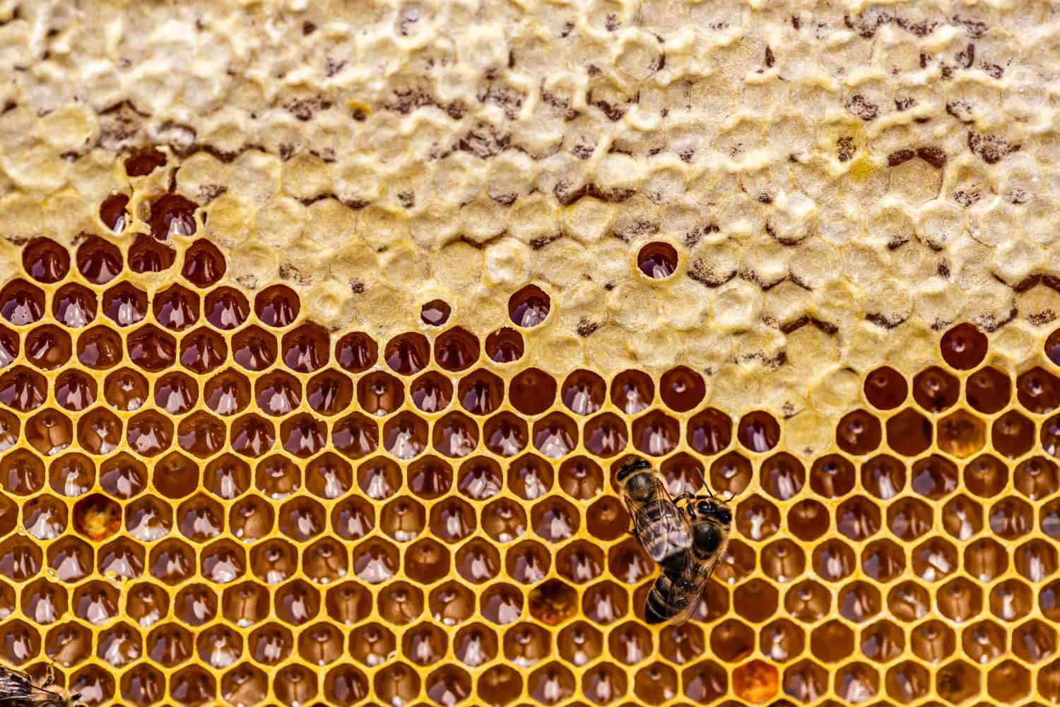 Honey bees in a beehive with honey, visible larvae and queen bee