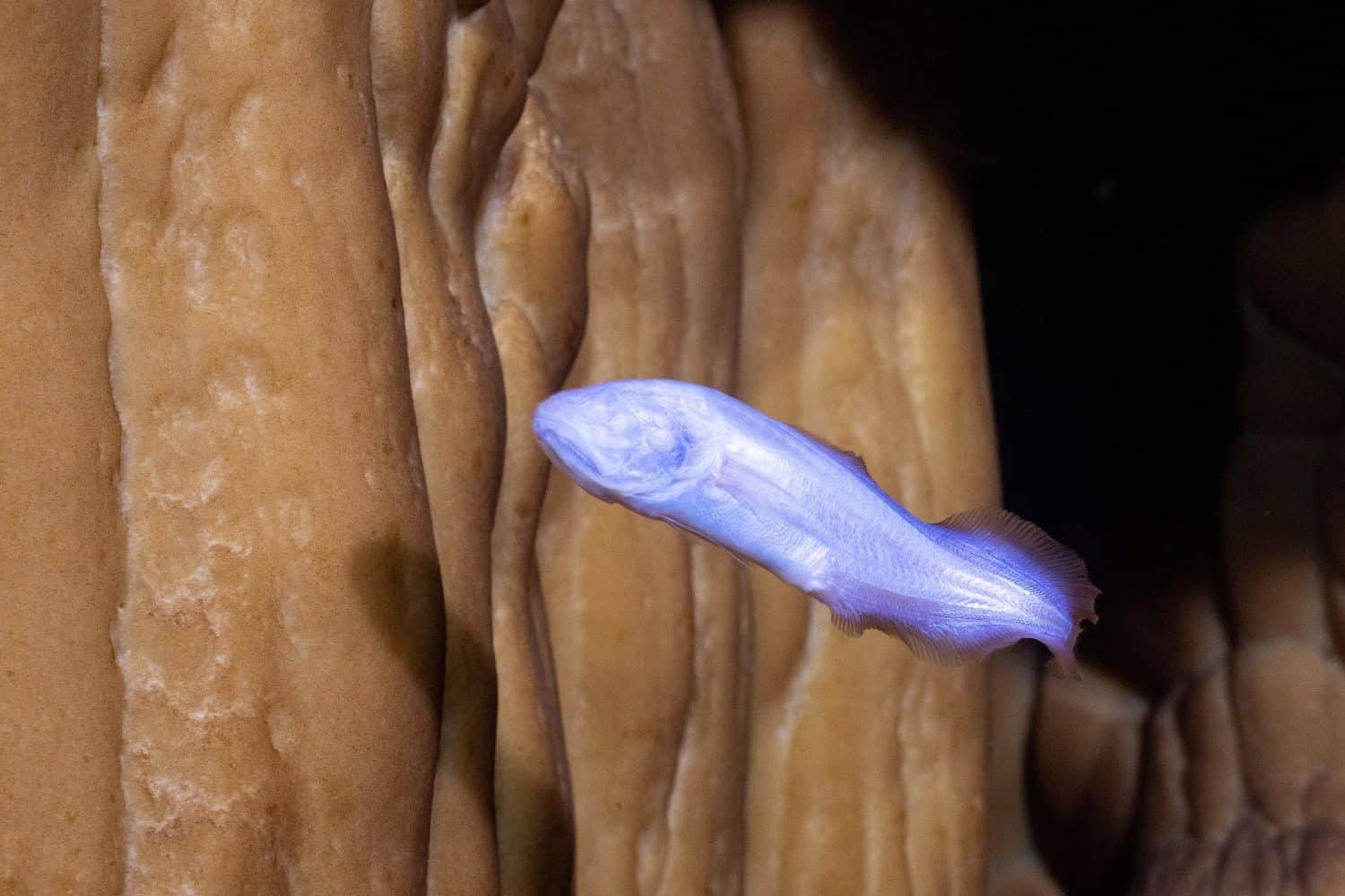 Mexican blind brotula in underwater cave