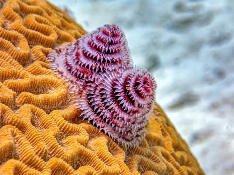 Spirobranchus giganteus, commonly known as Christmas tree worms, are tube-building polychaete worms belonging to the family Serpulidae.