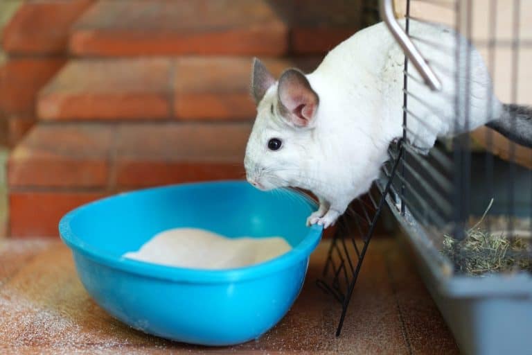 Chinchilla pours out of the cage into a basin of sand for bathing