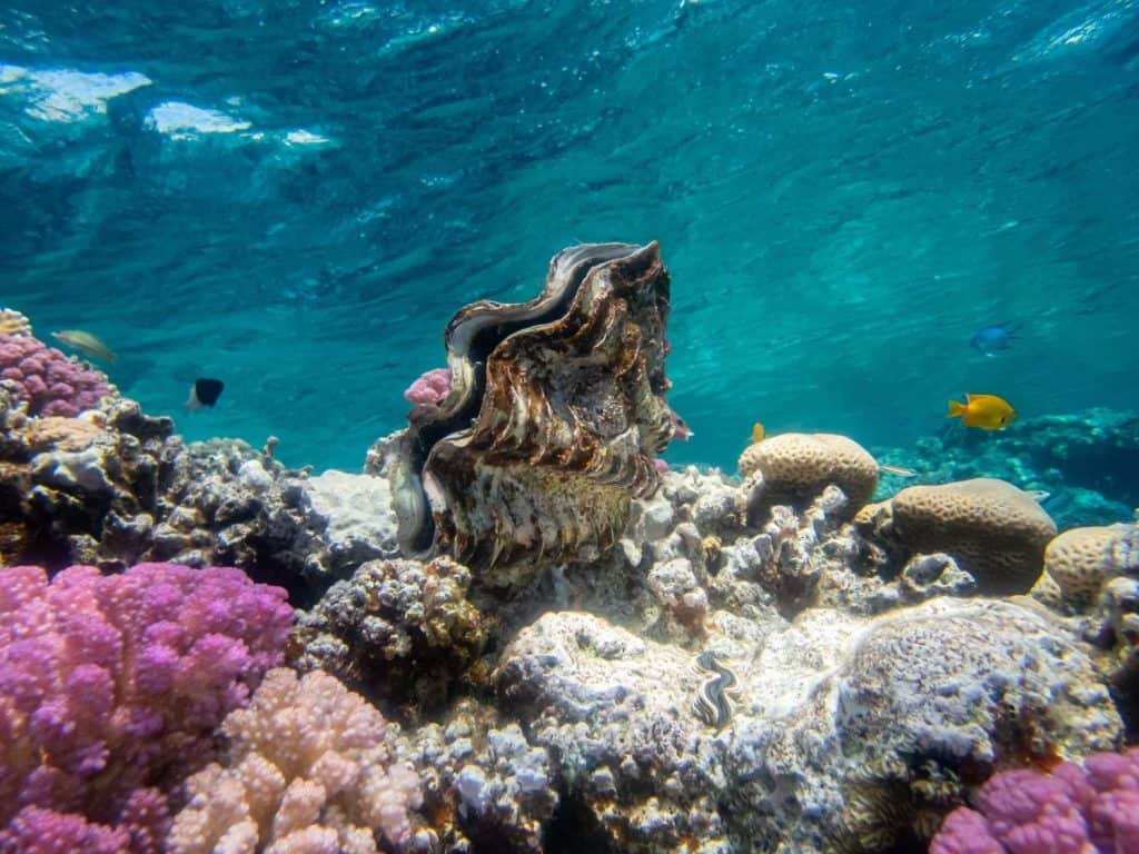 Tridacna in a coral reef in the Red Sea