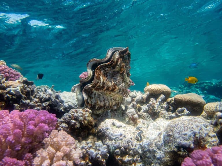 Tridacna in a coral reef in the Red Sea