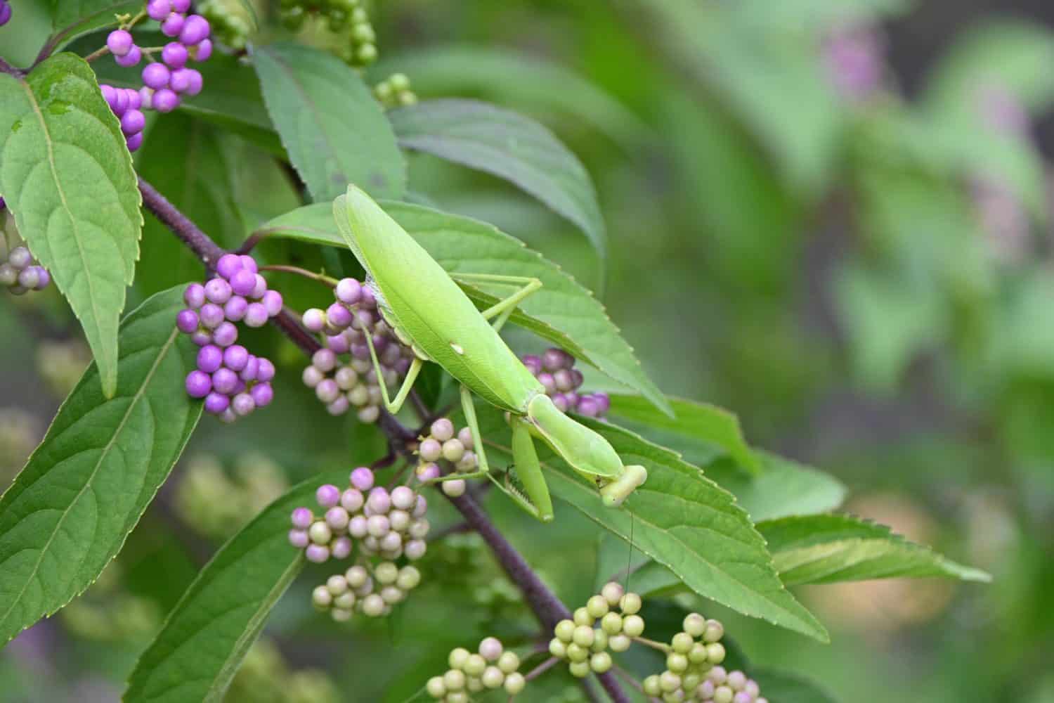 A Giant Asian mantis (Hierodula patellifera).It is arboreal and active from spring to late fall, preying on other insects. There are white markings on the forewings.