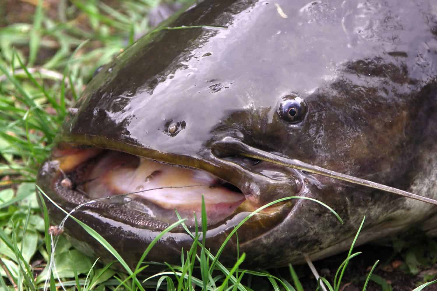 freshwater brown bullhead hunted in grass - detail heads with beard