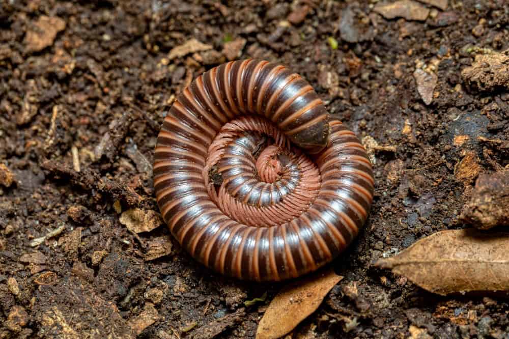 Huge Spirobolid millipede. Spirobolida is an order of round-backed millipedes. Monte Verde, Santa Elena, Costa Rica wildlife.