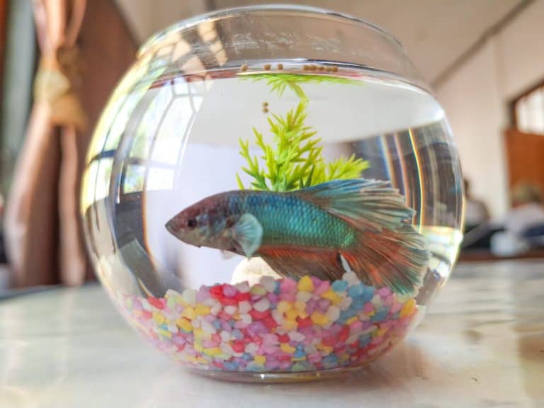 A blue and red betta fish lives in a glass bowl on a table. It swims among the colorful gravel and the green plant.