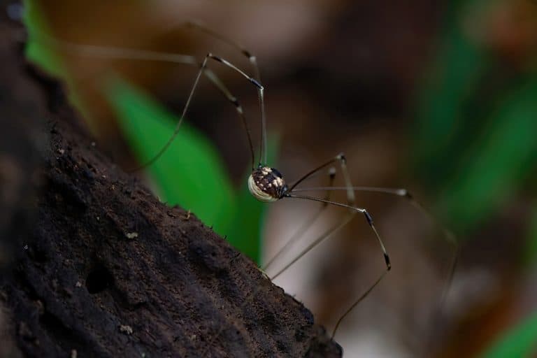 Pholcidae (daddy long-legs spider) is balancing on tree bark.