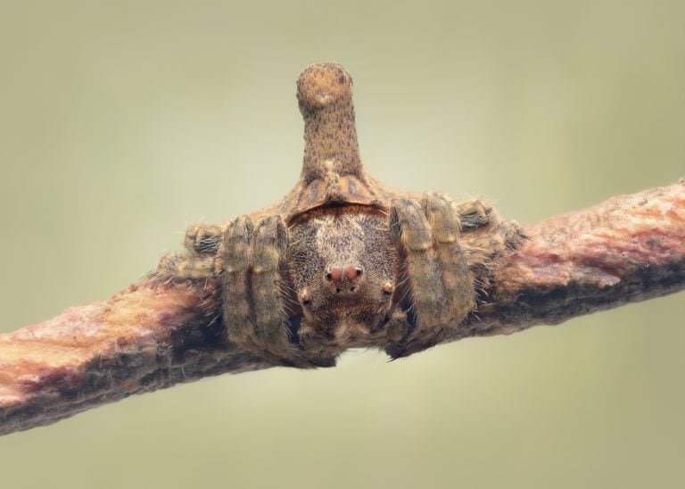A small, young turreted wrap-around spider (Dolophones sp) on a twig with lots of close-up texture and hairs