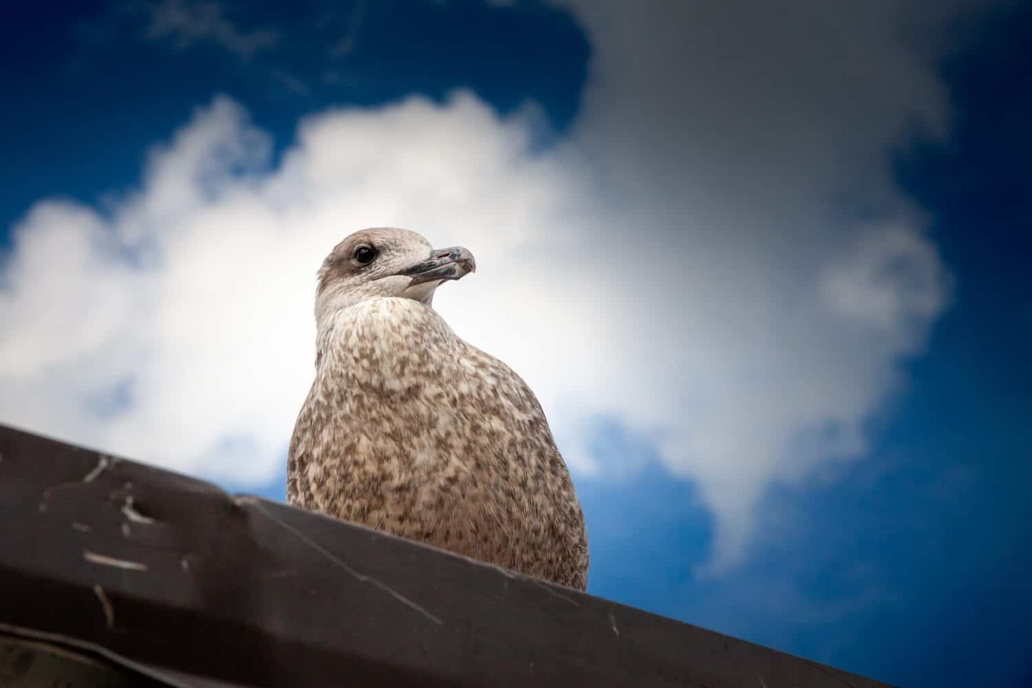 Selective blur on a young juvenile herring gull posing on a roof in Riga with its young brown plumage. The european herring gull, Larus argentatus, is a seabird, endemic to Europe.