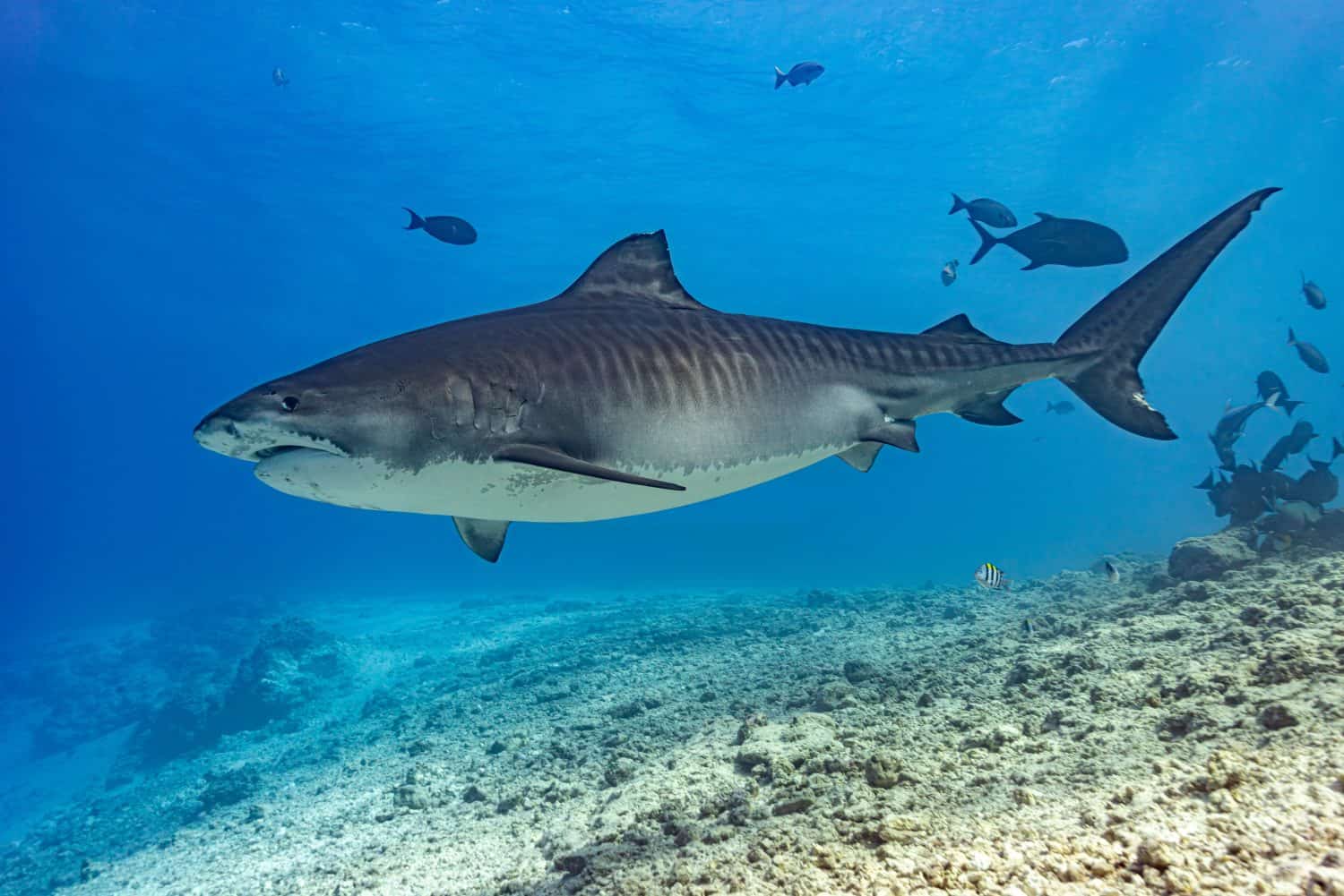 Tiger shark (Galeocerdo cuvier) in side profile over sand. Fuvahmulah, Maldives, March