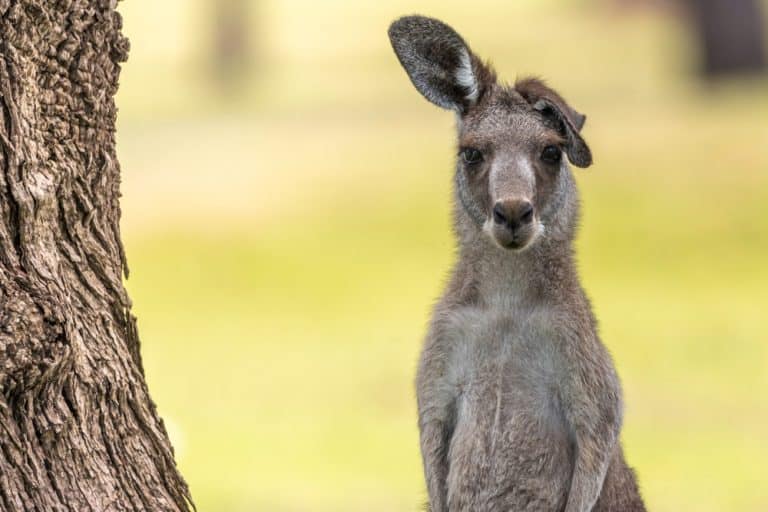 A Eastern Grey Kangaroo with a floppy ear