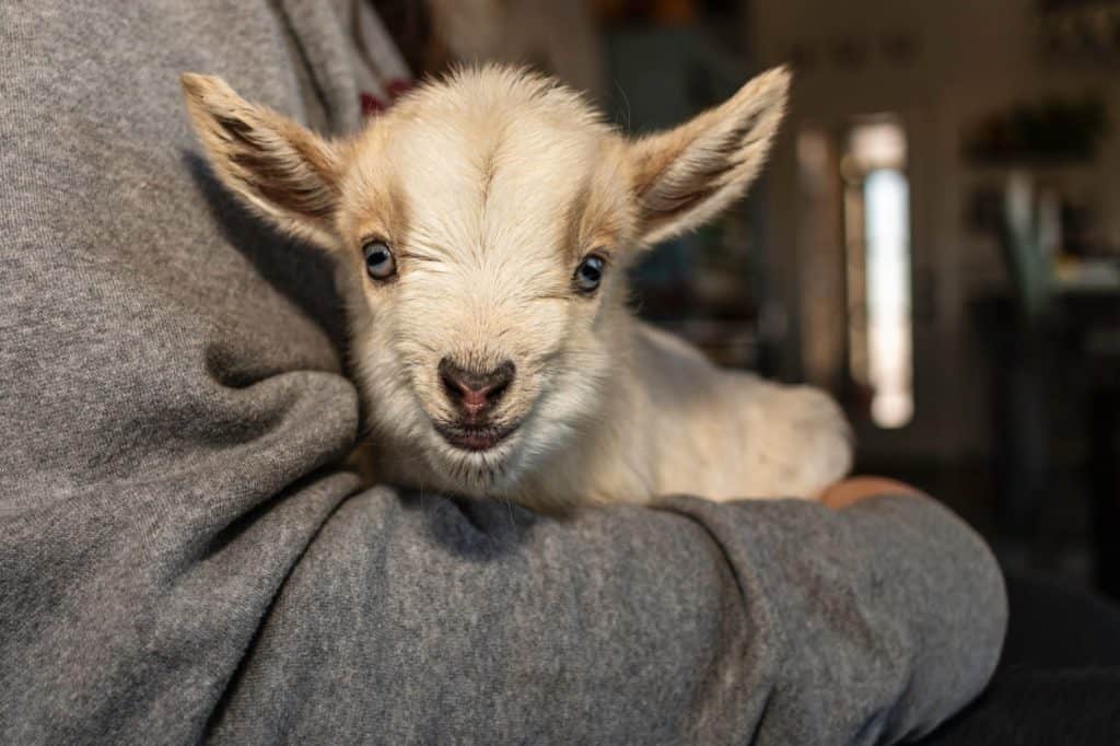 Newborn Nigerian Dwarf Goat kid
