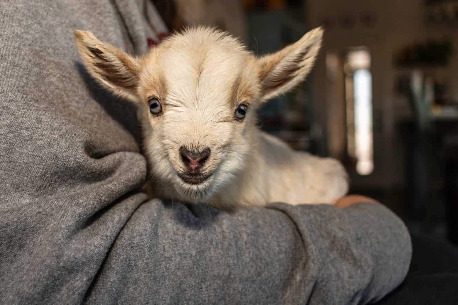 Newborn Nigerian Dwarf Goat kid