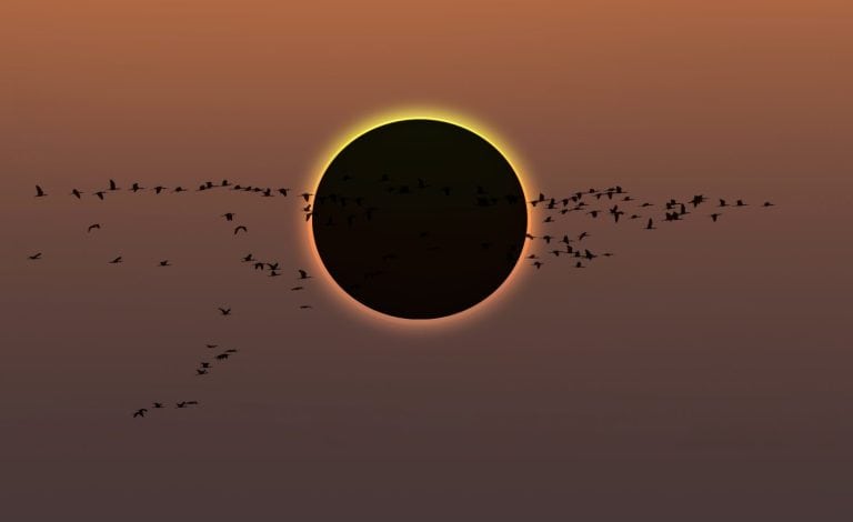 Migratory birds flying in the sky with Solar Eclipse at amazing sunset