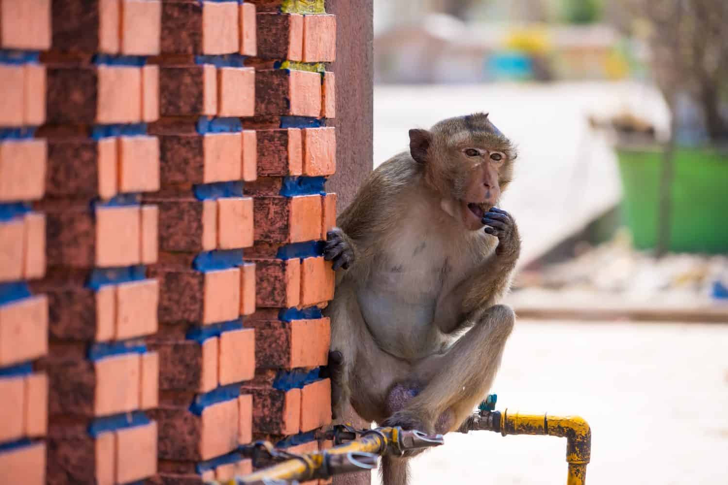Many wild monkeys are causing a lot of problems in Lopburi City, both attacking tourists and destroying things around Lopburi City.