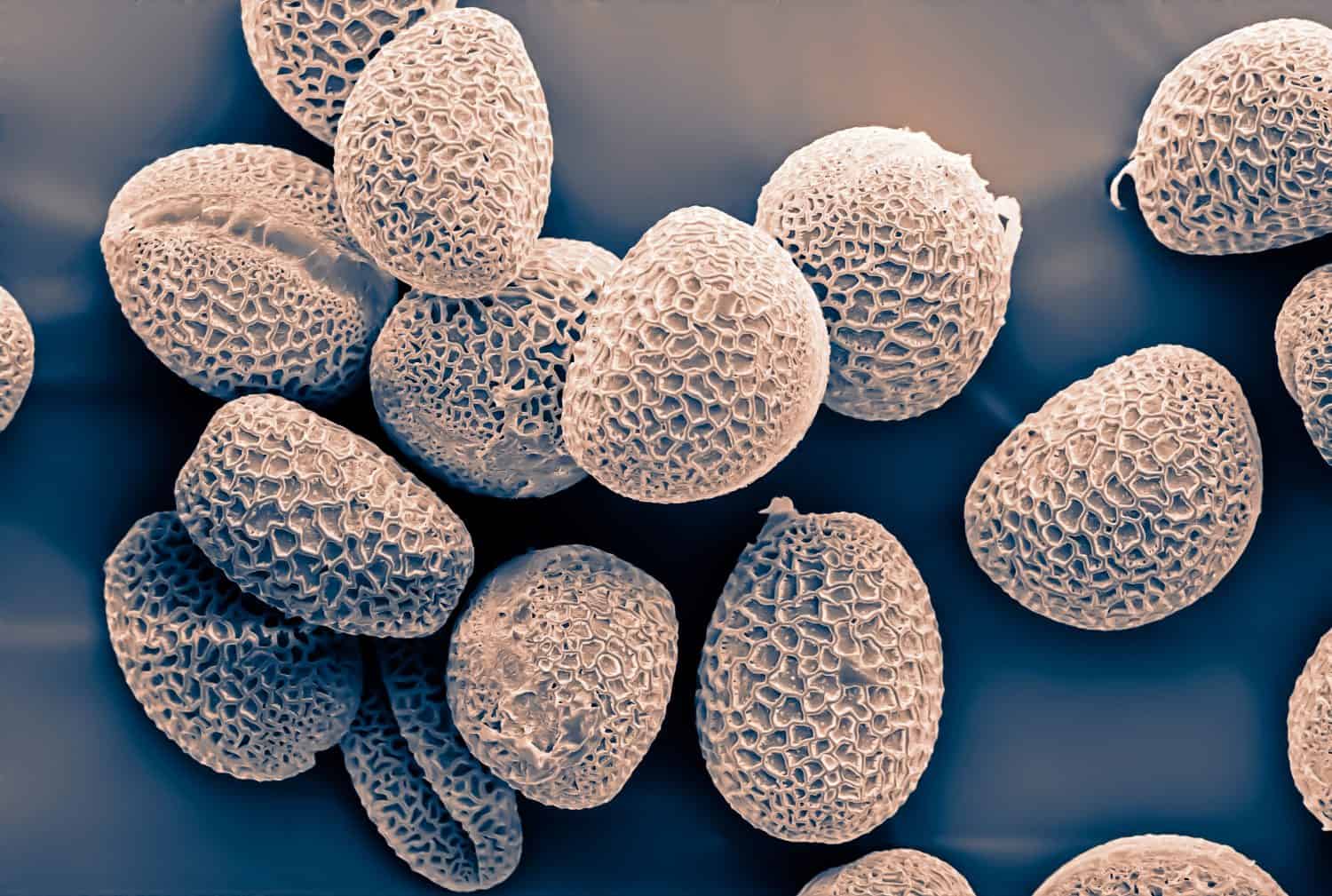 pollen grains photographed with an electron microscope