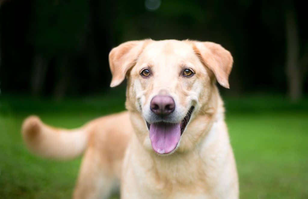 A happy Labrador Retriever x Golden Retriever mixed breed dog