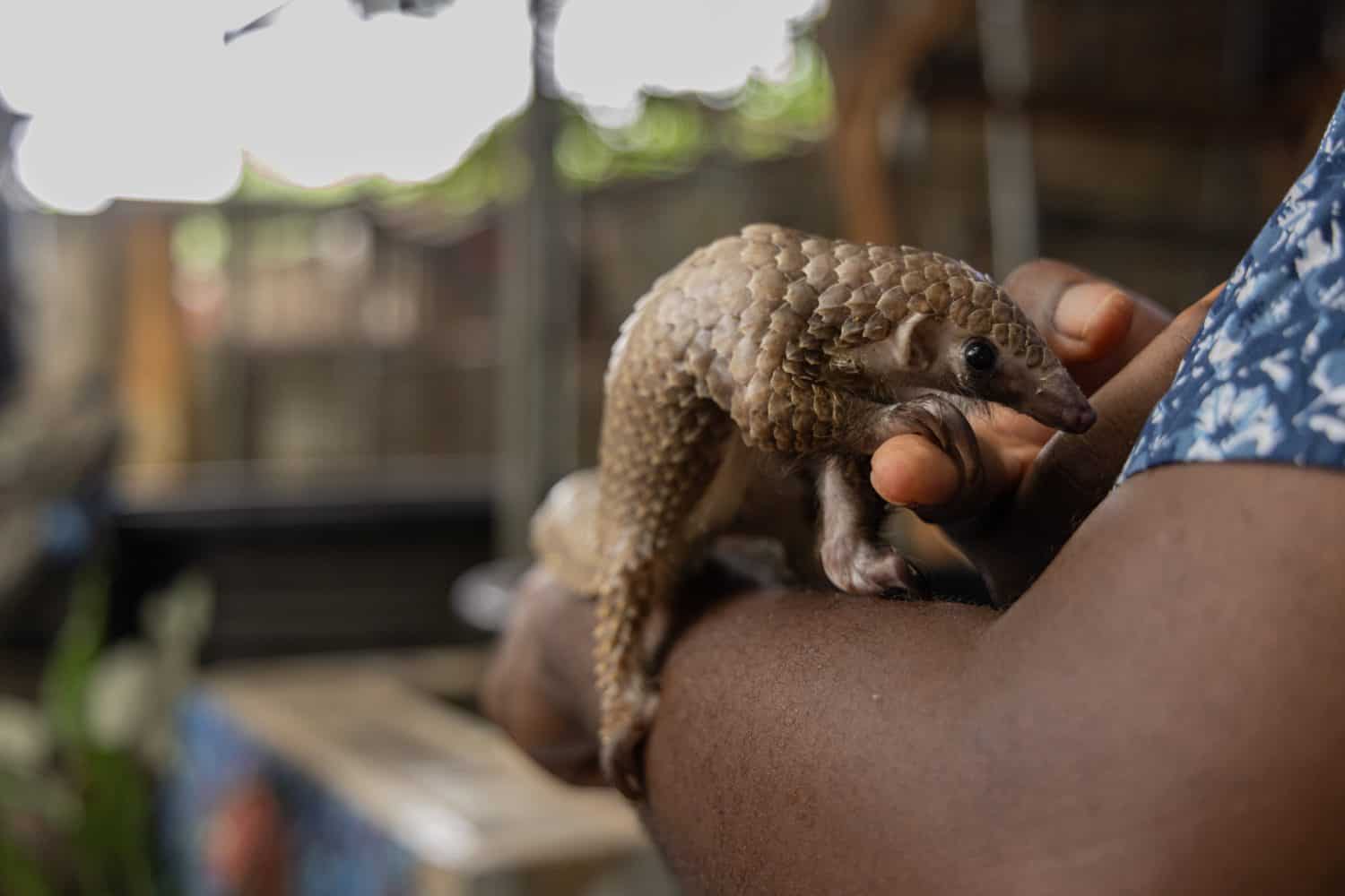 PANGOLIN WILDLIFE ANIMAL NIGERIA ENDANGERED