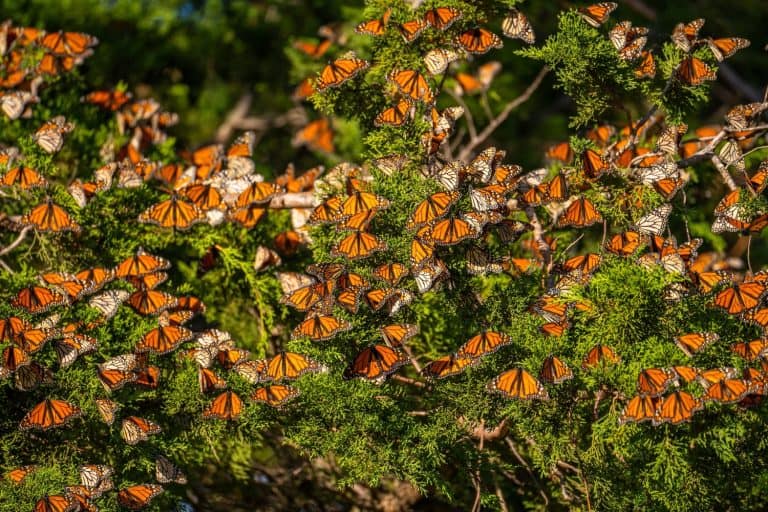 Many Monarch butterflies (Danaus plexippus) on a pine tree. Migrating Monarch butterflies.