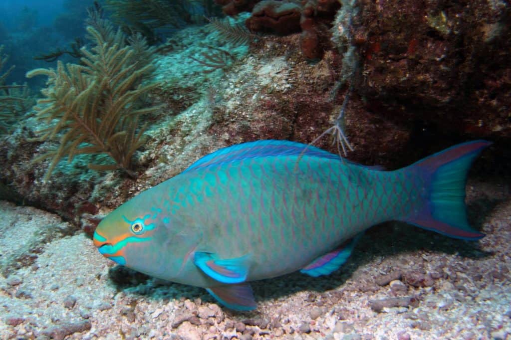 A Queen Parrotfish swims along a coral reef in the Florida Keys National Marine Sanctuary.