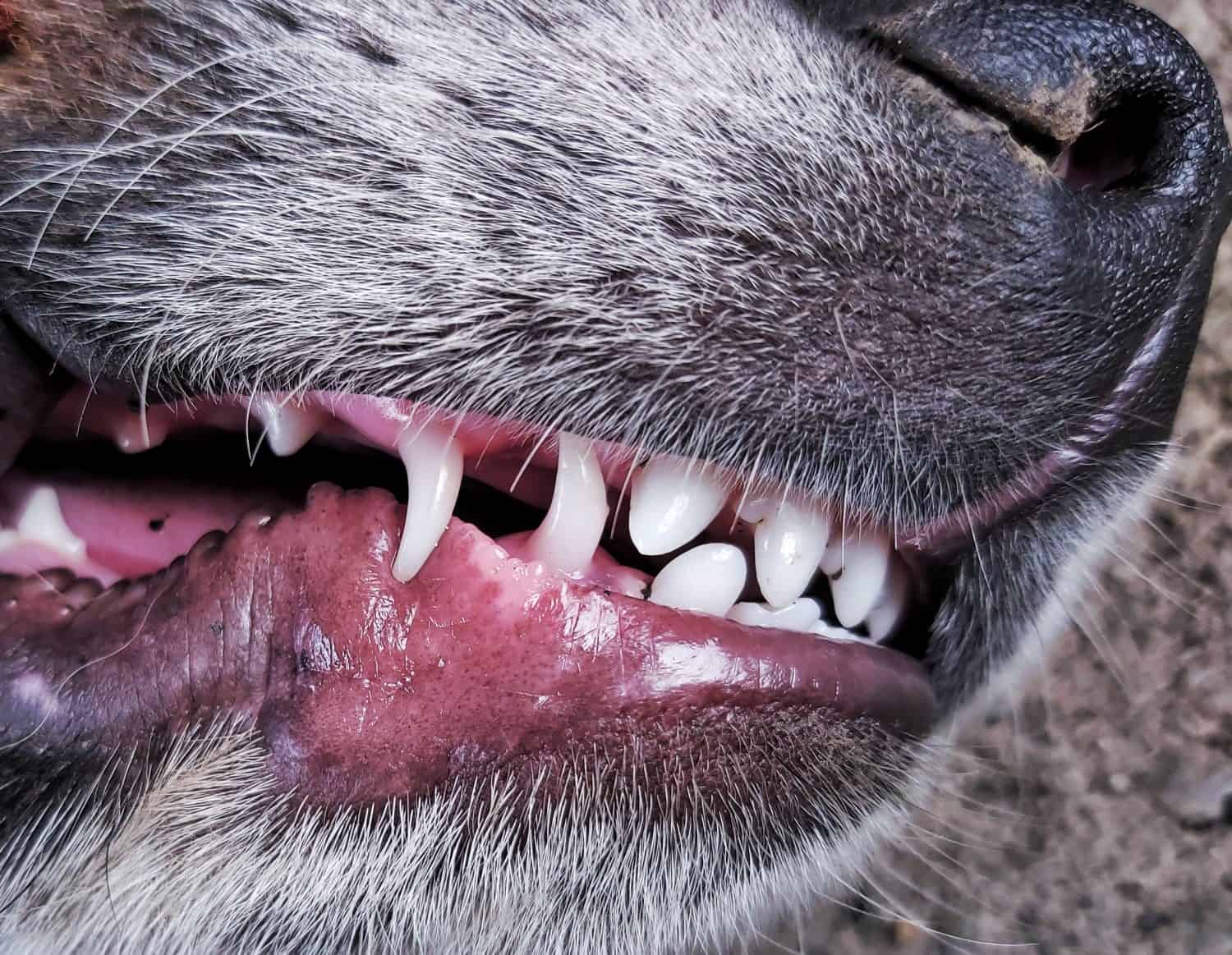 Canine teeth. Dog bite. Close up on the dog's exposed teeth.