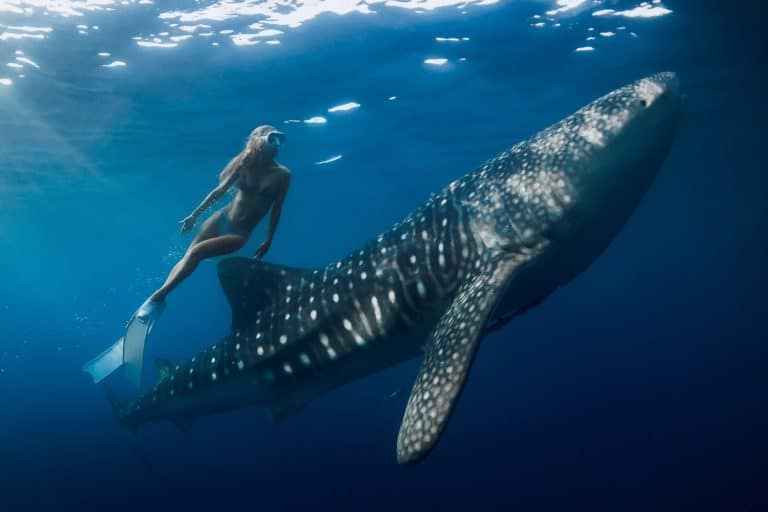 Freediver woman dives with whale shark in blue ocean. Snorkeling girl and shark underwater