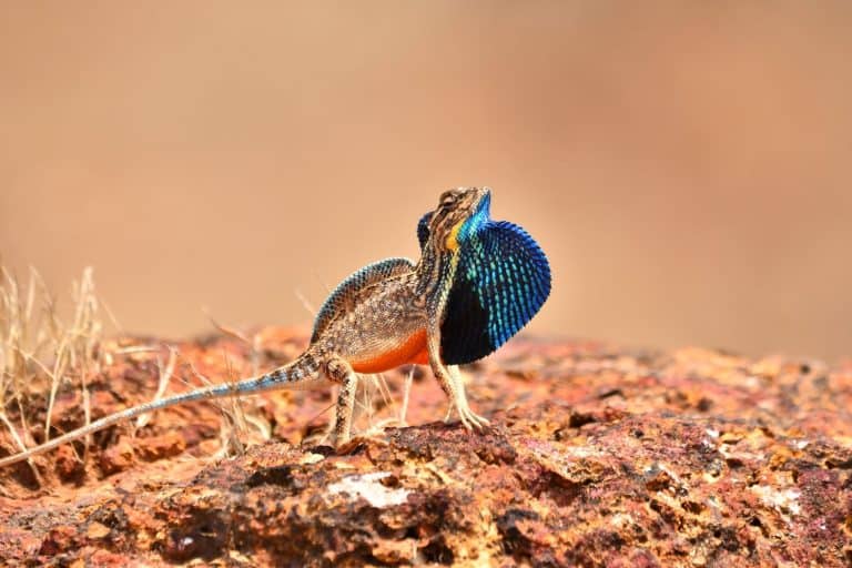 Sarada superba, the superb large fan-throated lizard, is a species of agamid lizard found in Maharashtra, India.