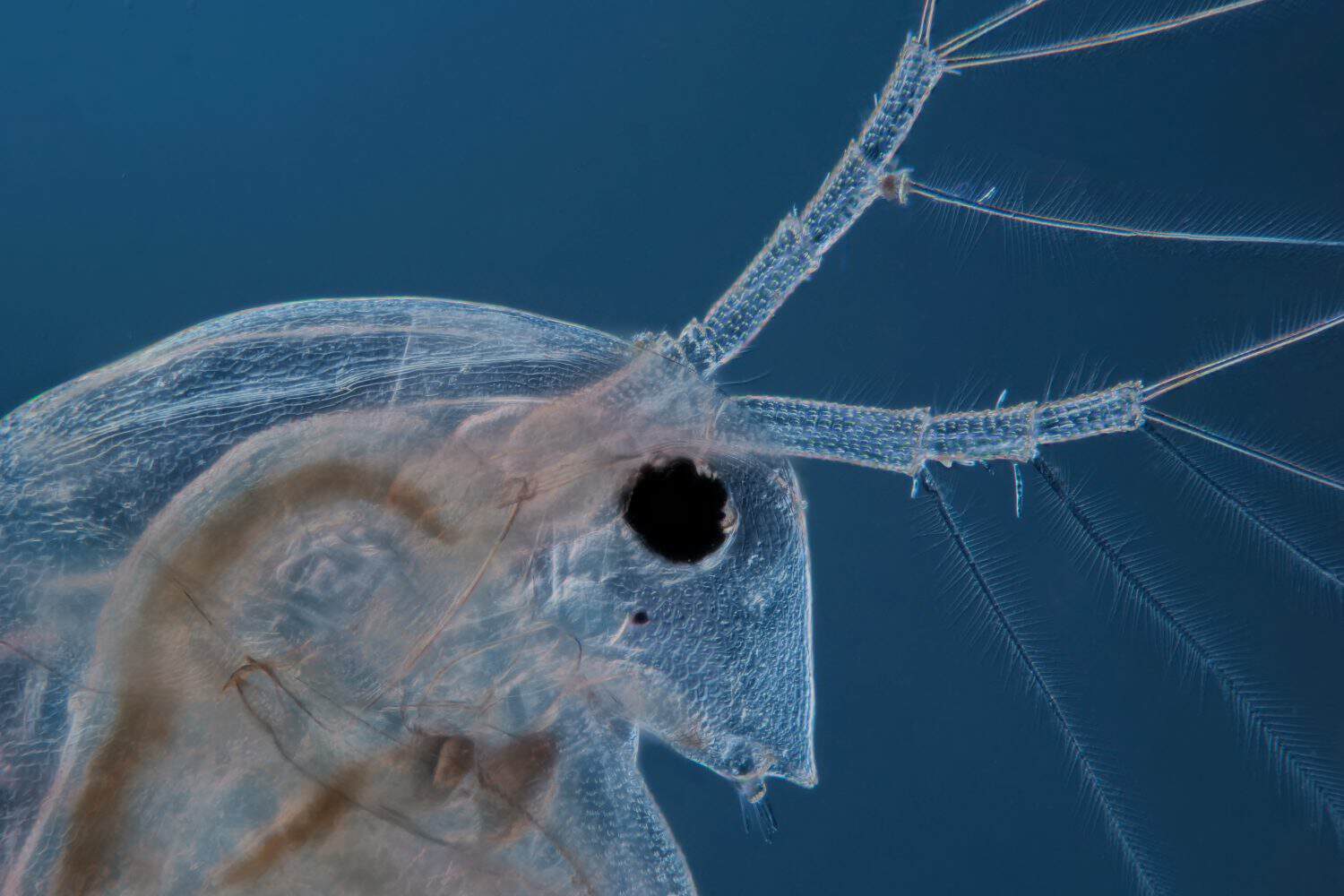 head of a water flea against a blue background, microscope image, daphnia