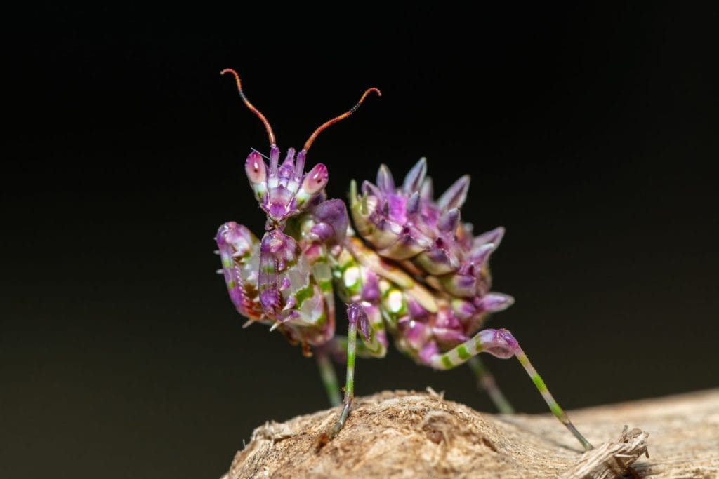 A beautiful juvenile spiny flower mantis (Pseudocreobotra ocellata) displaying its beautiful colours