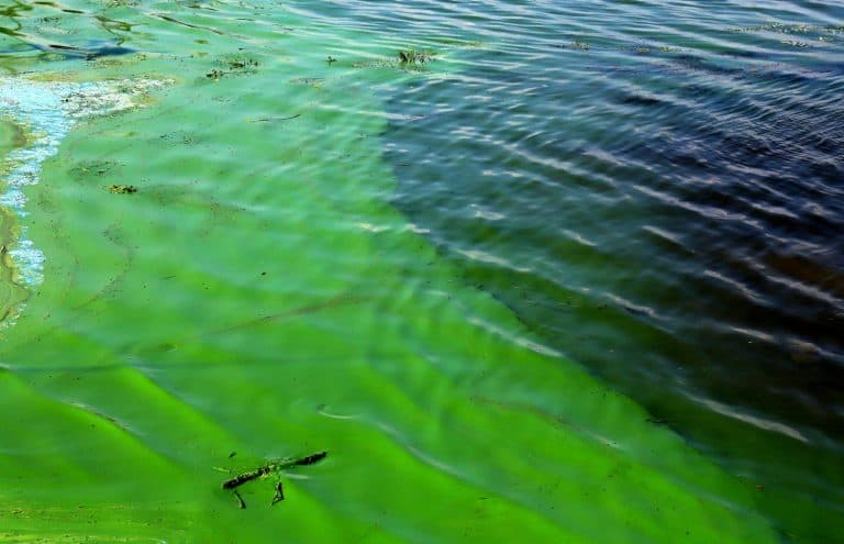Water pollution by blooming blue green algae - is world environmental problem. Water, rivers and lakes with harmful algal blooms. Ecology, polluted nature