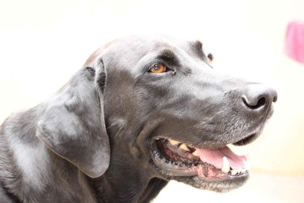 Black Dog Labmaraner - Weimaraner + Labrador The Labmaraner, a mix between a Weimaraner and a Labrador Retriever, possesses characteristics of both parent breeds.