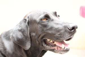 Black Dog Labmaraner - Weimaraner + Labrador The Labmaraner, a mix between a Weimaraner and a Labrador Retriever, possesses characteristics of both parent breeds.