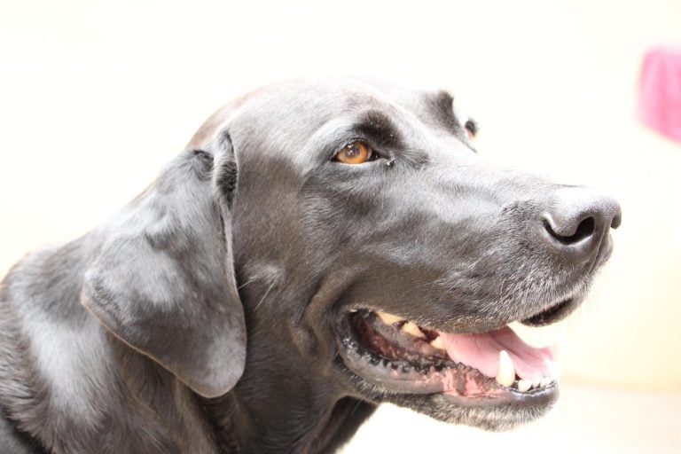Black Dog Labmaraner - Weimaraner + Labrador The Labmaraner, a mix between a Weimaraner and a Labrador Retriever, possesses characteristics of both parent breeds.
