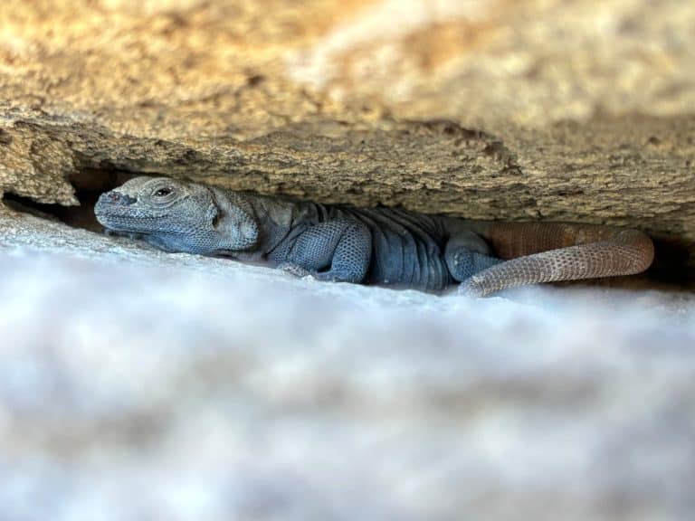 Chuckwalla in a rock crevice. South Mountain, Phoenix, Arizona