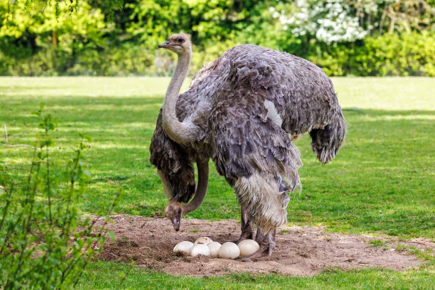 A pair of adult female ostriches, struthio camelus, watching over a clutch of eggs in a sand nest.