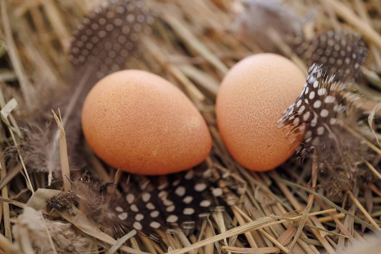 Two brown guinea fowl eggs lie on the straw, next to the feathers