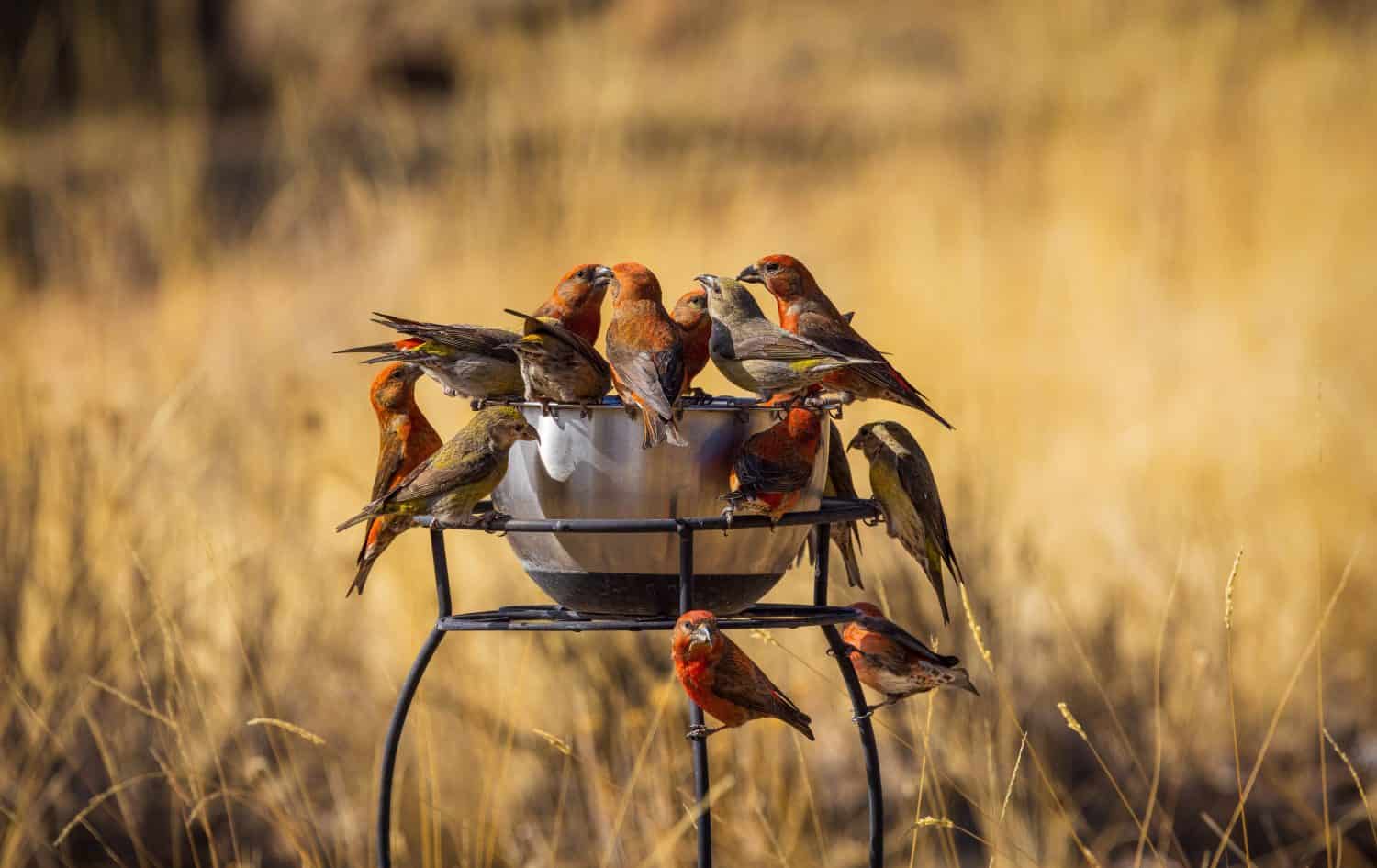 Large flock of Red Crossbill  birds gathered at a silver water bowl in the early morning winter light with a background of golden grass 