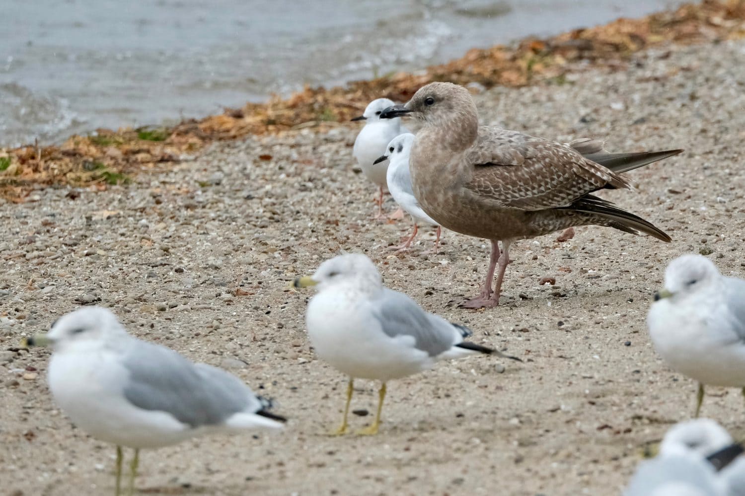Juvenile American Herring Gull (Larus smithsonianus), Ring-billed Gulls (Larus delawarensis), and Bonaparte's Gulls (Chroicocephalus philadelphia) along beach at Minet's Point during Fall