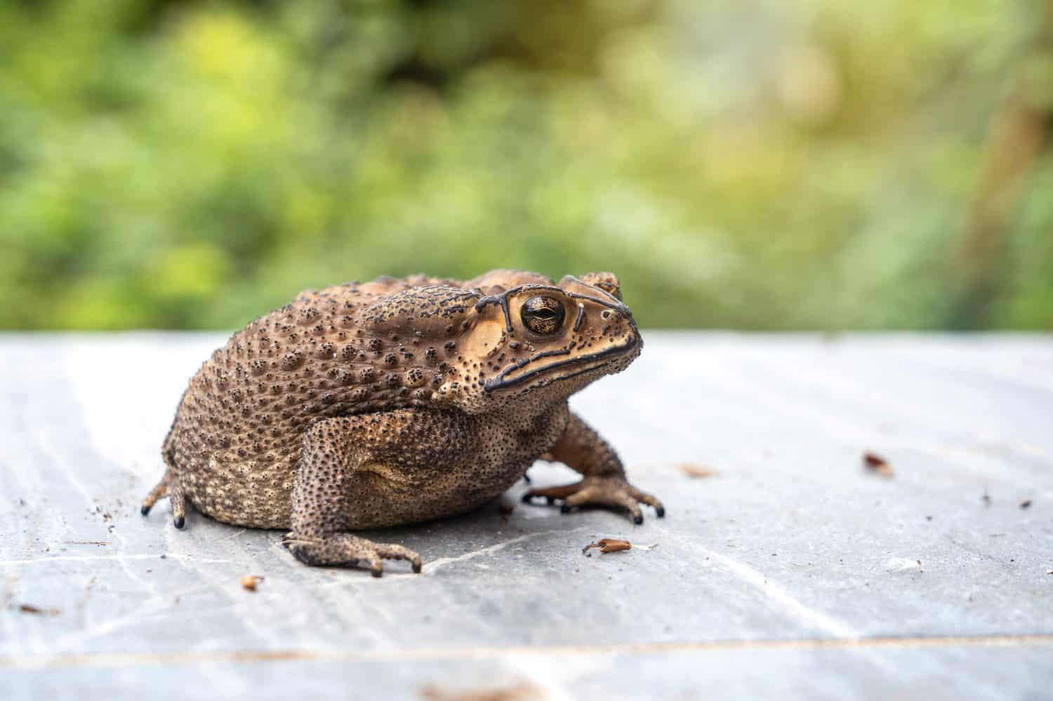 Fat Asian common toad or Black-spined toad - Duttaphrynus melanostictus at around the house on the tile floor porch.