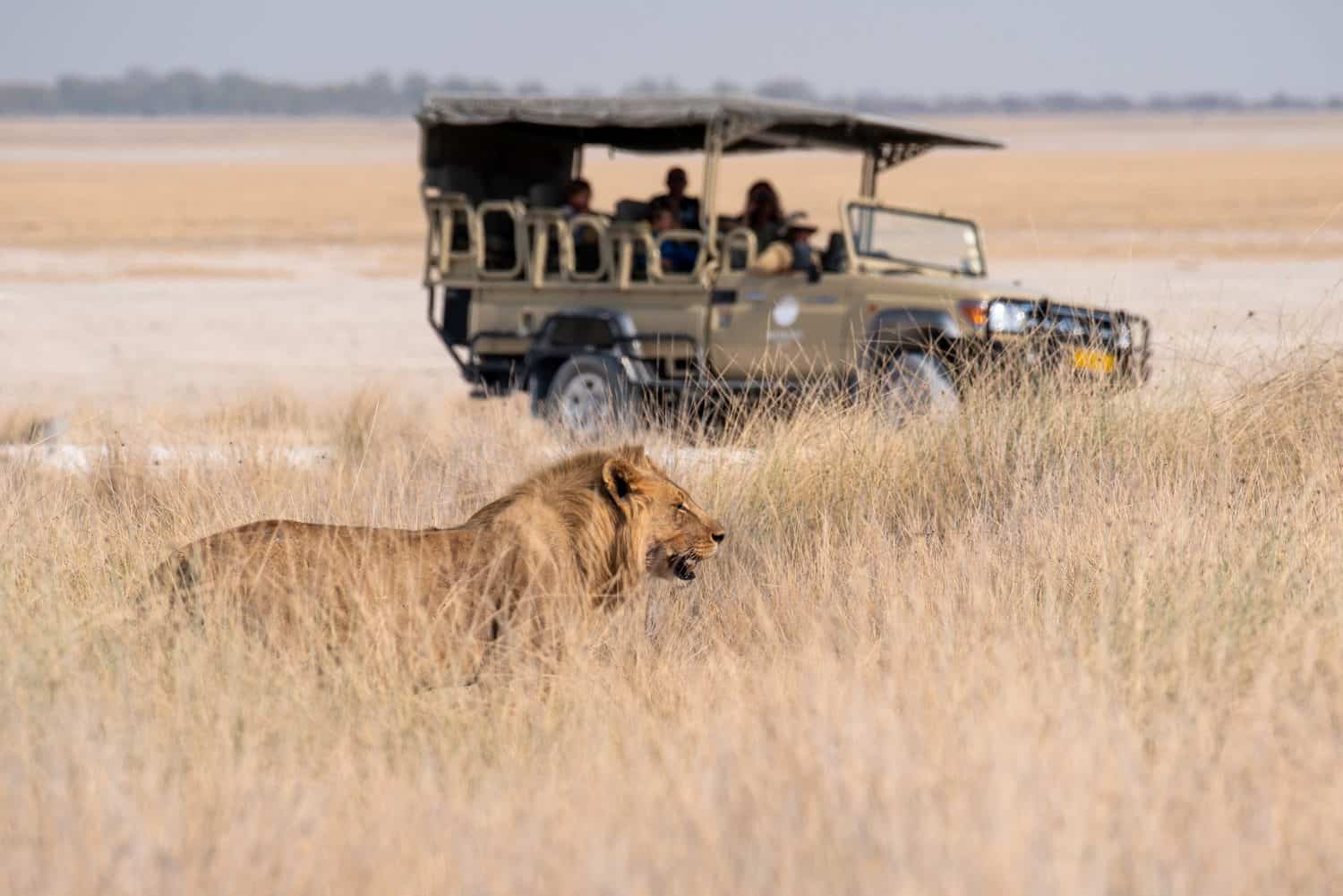 African male lion spotted on a safari open-top tour