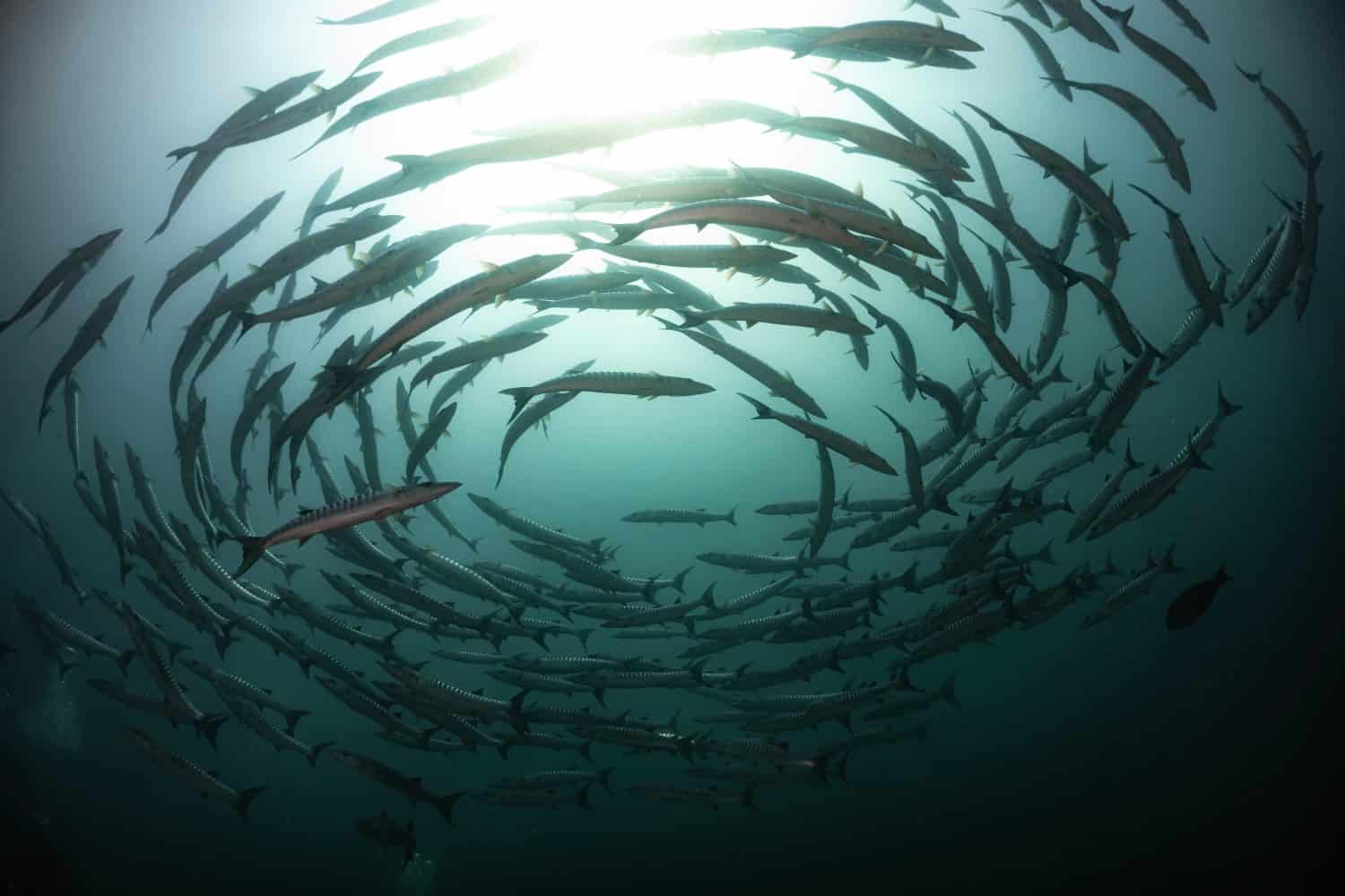Barracuda tornado - the huge school of barracudas