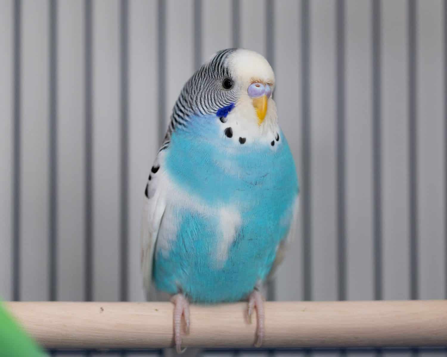 Green and blue parakeets in the cage
