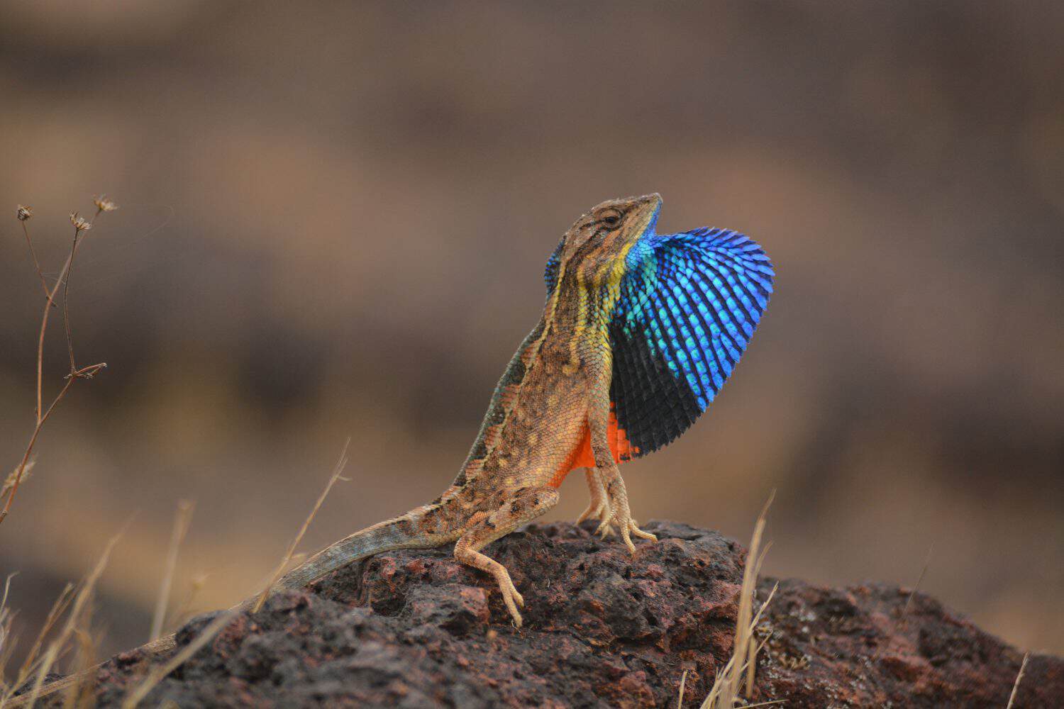Colorful fan throated lizard, mostly found in Orissa India. Reptile