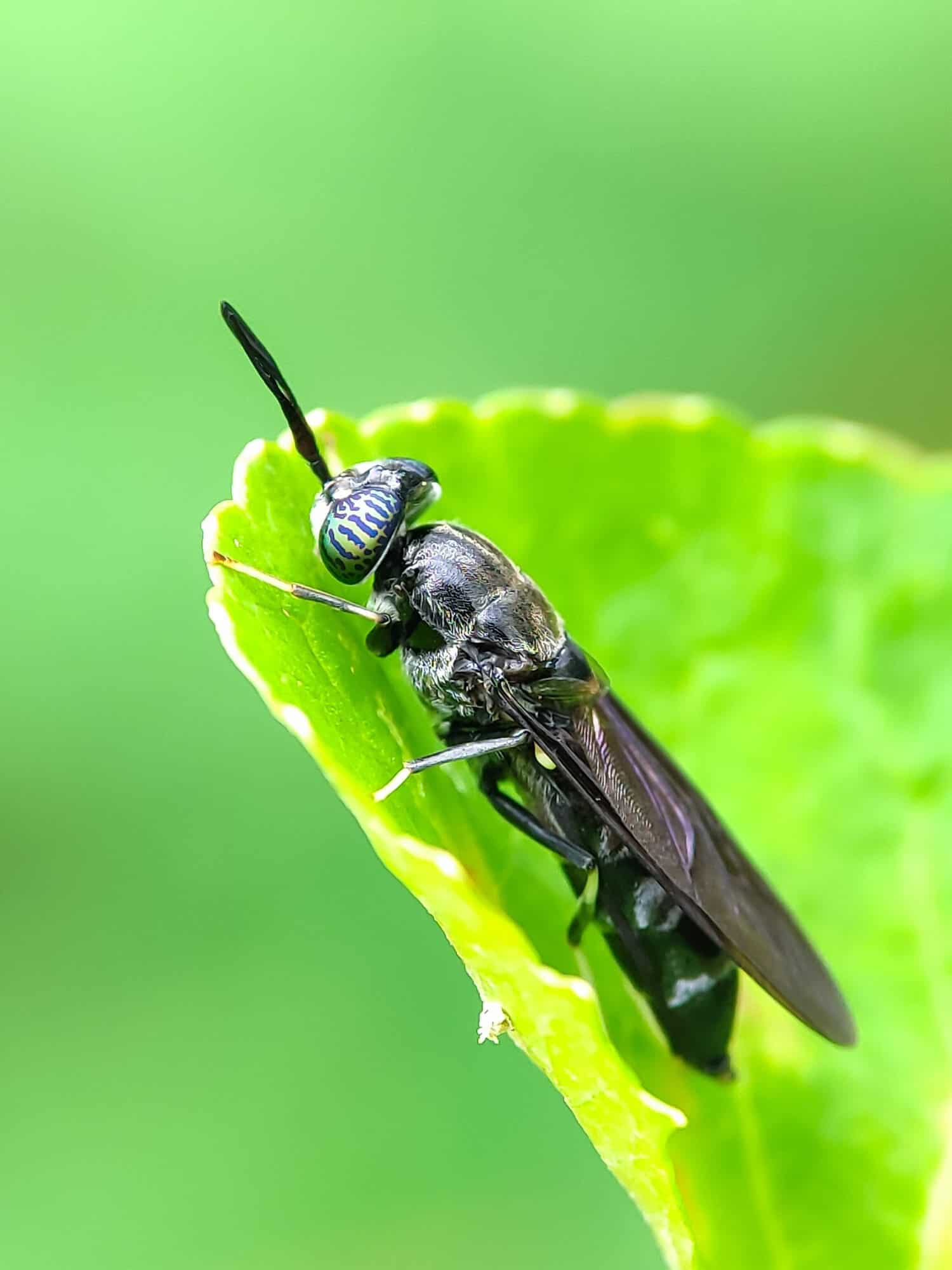 The black soldier fly (Hermetia illucens) on leaves,it is a type of fly that is often found in places where there is organic waste.
