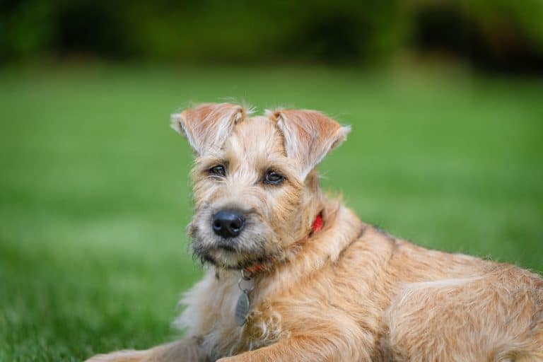 Wheaten Terrier